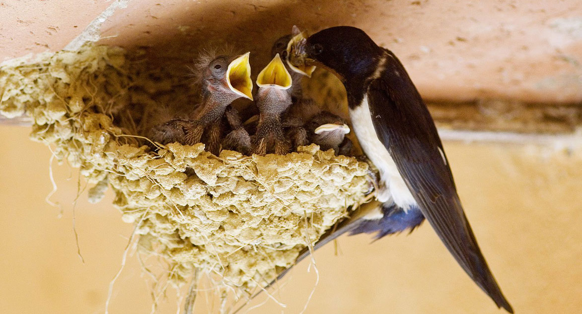 Yönetim Danışmanı |  / Kırlangıç